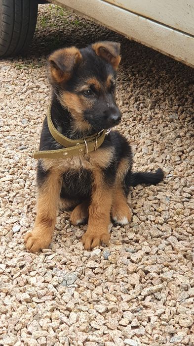 Щенки Немецкой Овчарки