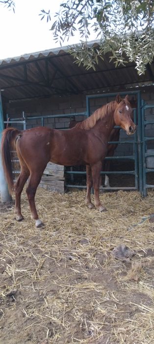 Vende-se poldro árabe com 3 anos