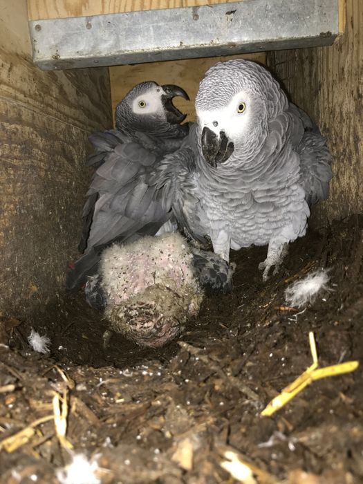 Casal Papagaios cinzentos reprodutores