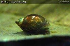 Caracóis Phisa acuta