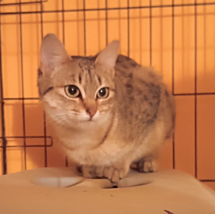 Gatinha Juvenil para Adoção!