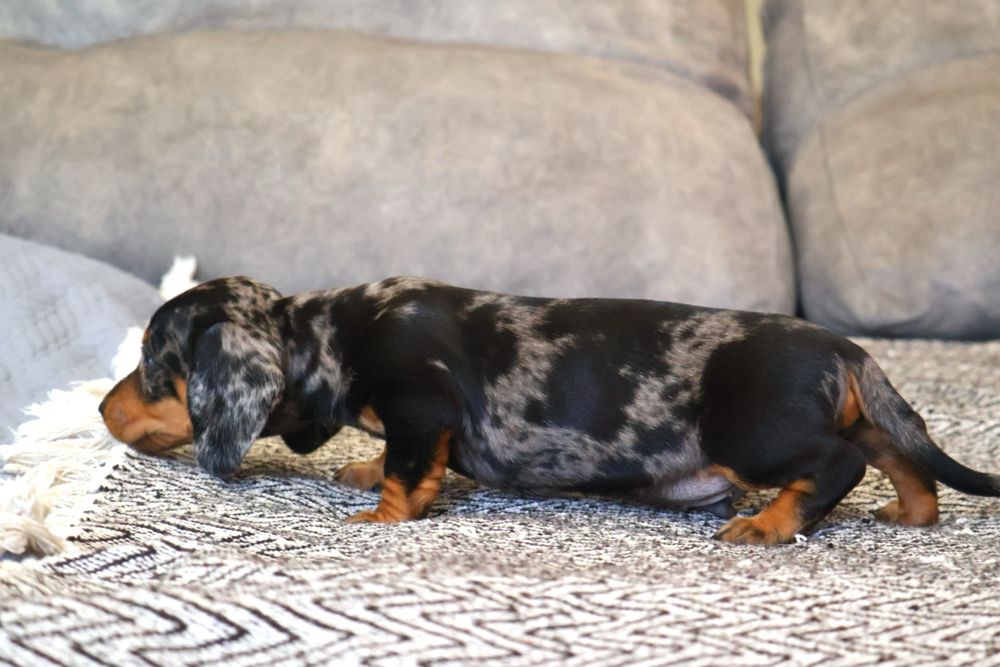 Teckel macho miniatura  black merle