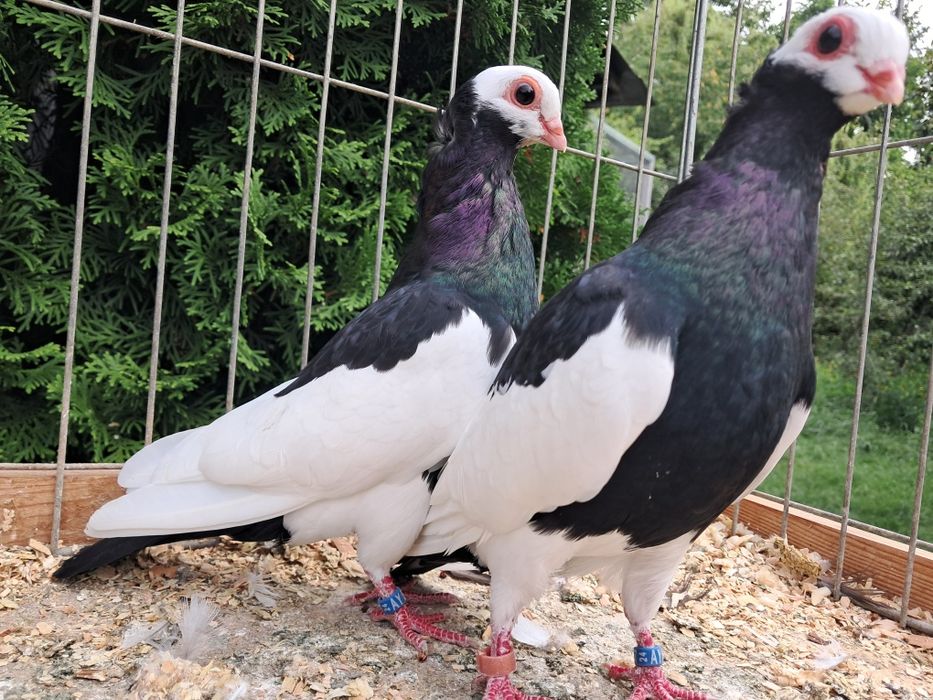 Koroniarze czarne para