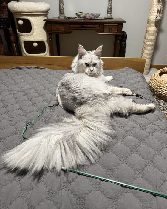 Maine coon srebrny kocurek