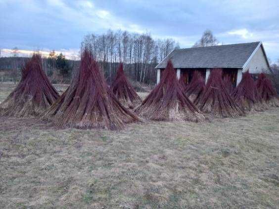 Wiklina zielona niesortowana