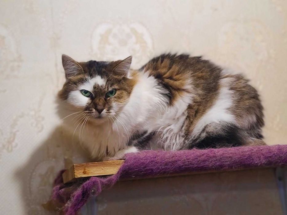 Ніжна пухнаста красуня-кішка Джуля з чарівними очима 3 р кошка кішечка