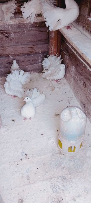 Pawiki Chalin Ryszarda