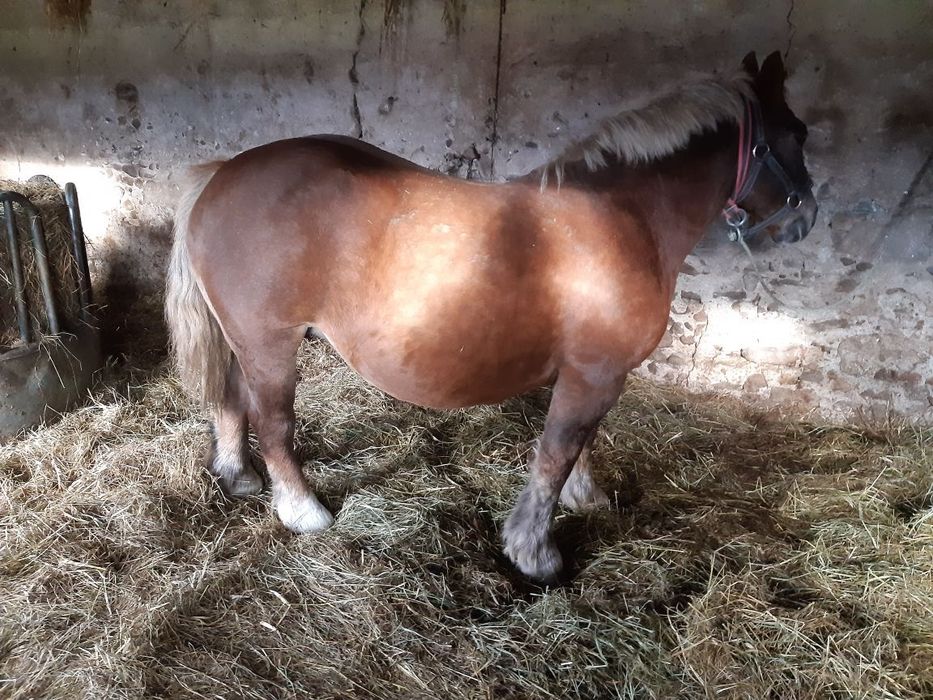 Sprzedam klacz źrebną