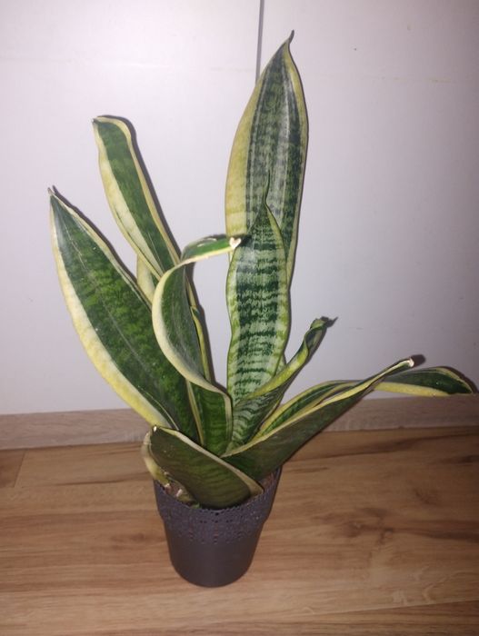 Sanseveria kwiat duży zdrowy okazja