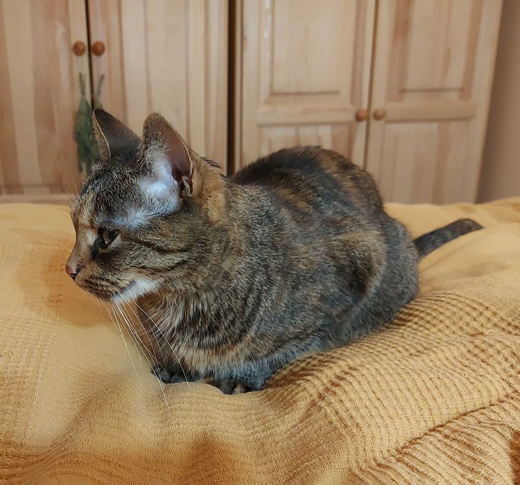 Kotka Marcelinka do adopcji