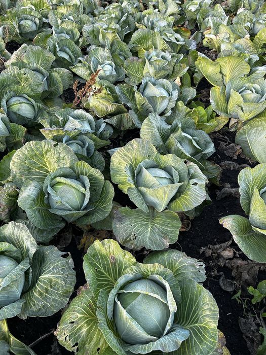 АГРЕСОР F1  |   Топ якість