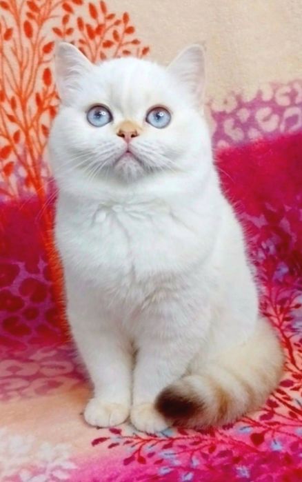 Голубоглазая малышка милашка