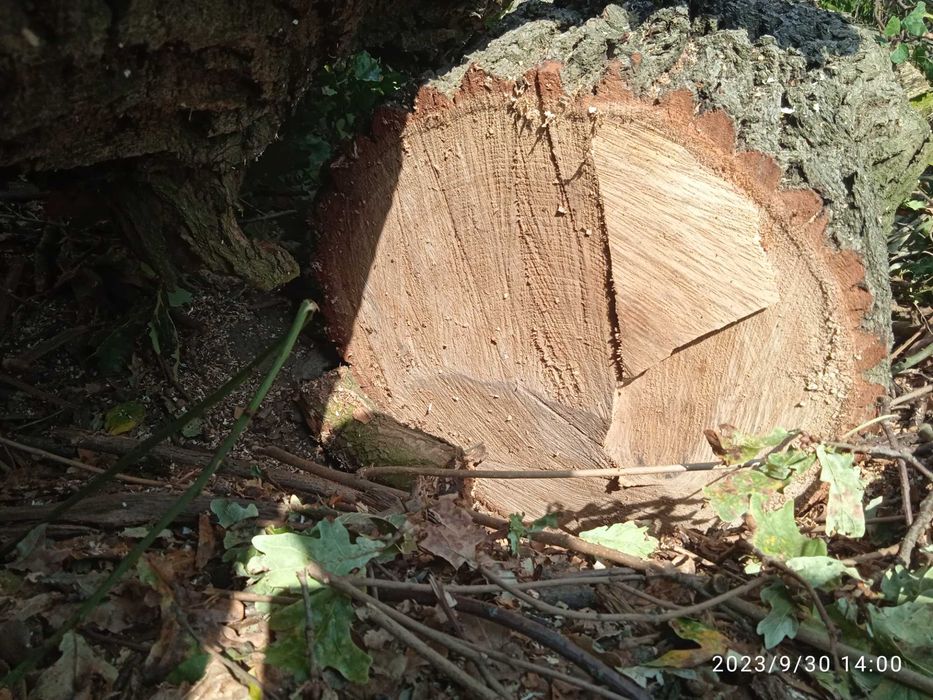 Дуб сирий кругляк