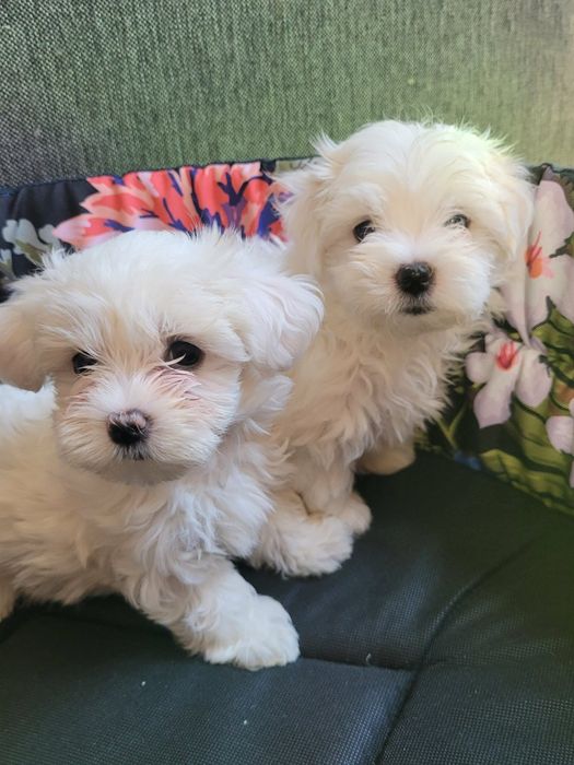 Szczeniaki maltańczyka