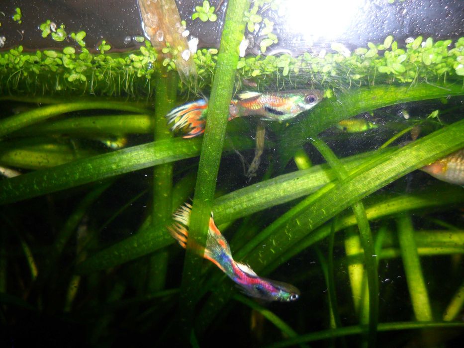 Гуппи,несколько цветовых форм.