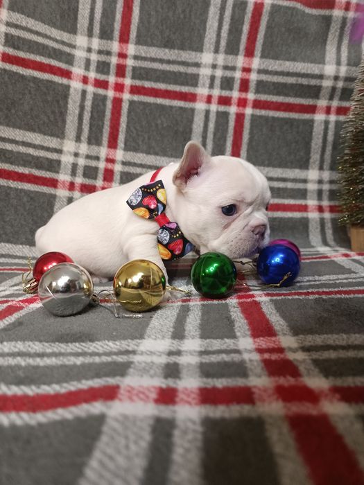 Хлопчик французький бульдог