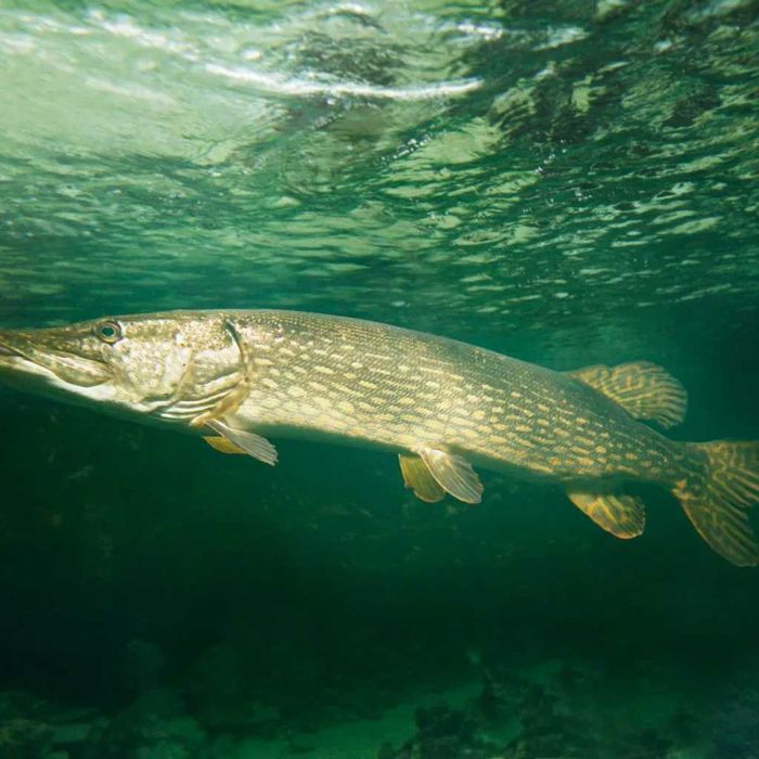 Szczupak kroczek Gospodarstwo Rybackie Zacisze Zachód