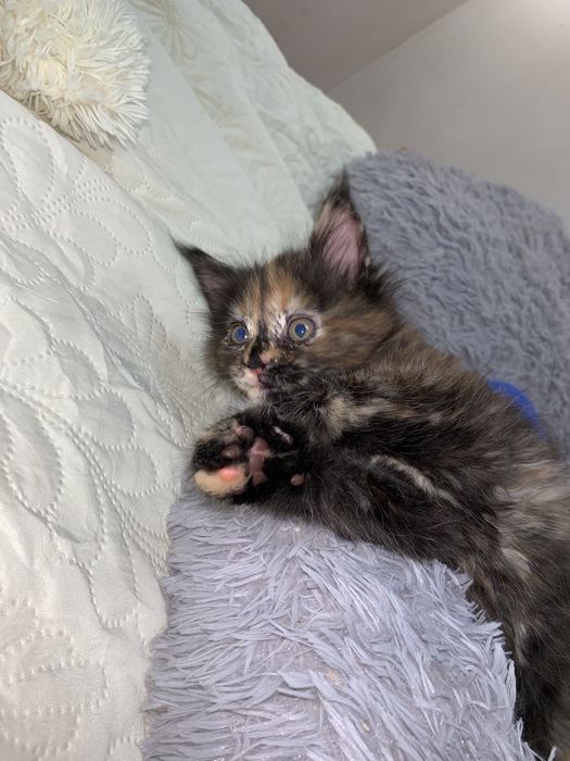 Кошеня мейн-кун з родоводом