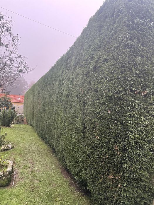 Jardinagem/ limpeza de terrenos/ Abates / limpezas de condominios