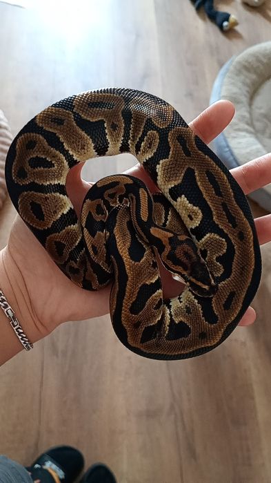 wąż nie zbożowy samica