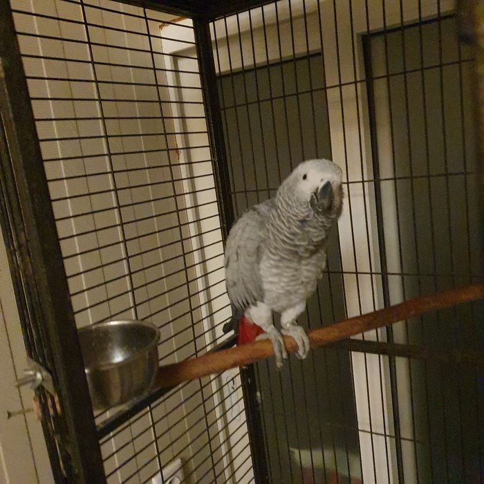 Клетка для большого попугая жако с жильцом девочкой