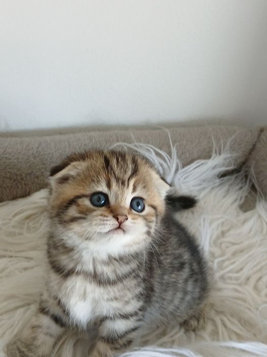 Scottish Fold fêmea