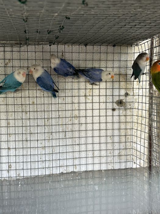 Agapornis fishers Opalinos diversas mutações