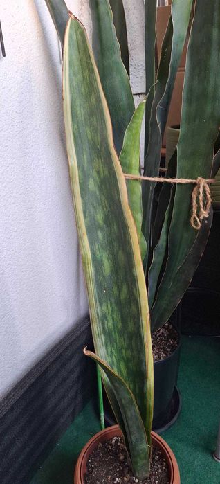 Sansevieria bhitalae Dragon King