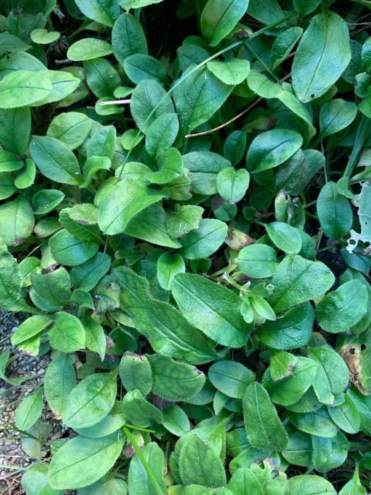 Błękitne drobne niezapominajki niezabudki - kwiatki z bajki