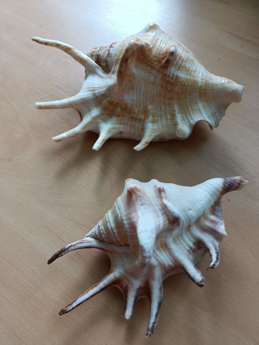 Dwie piękne muszle