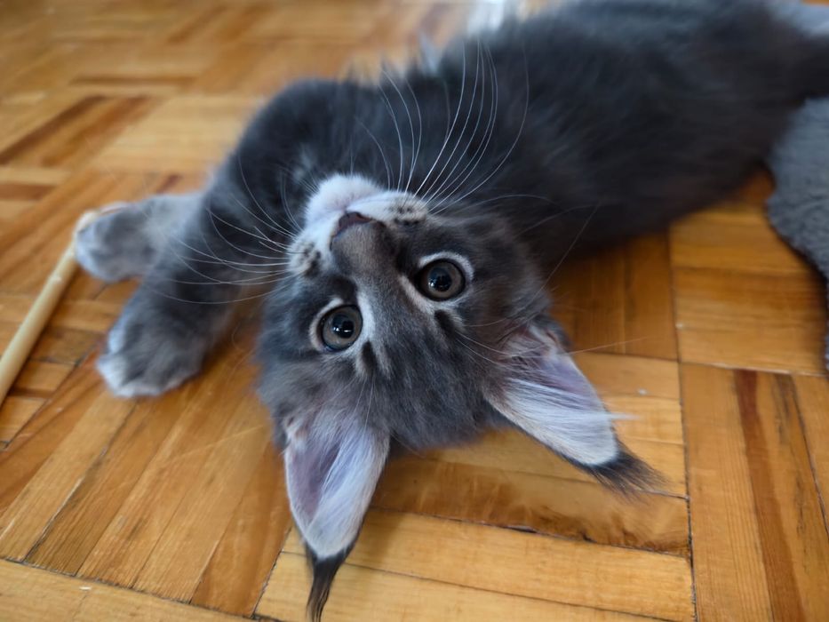 Niebieska pręgowana kotka Maine Coon gotowa do odbioru