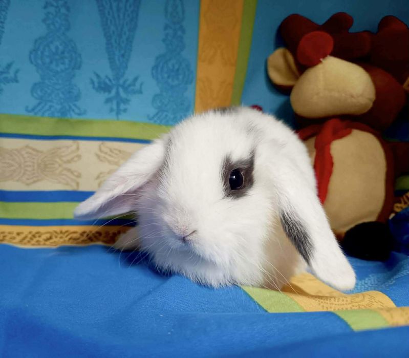 Sprzedam króliczki mini loop mini lop niebieskookie