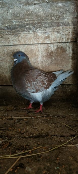 Kingmody, Kingi, gołębie Kimondy