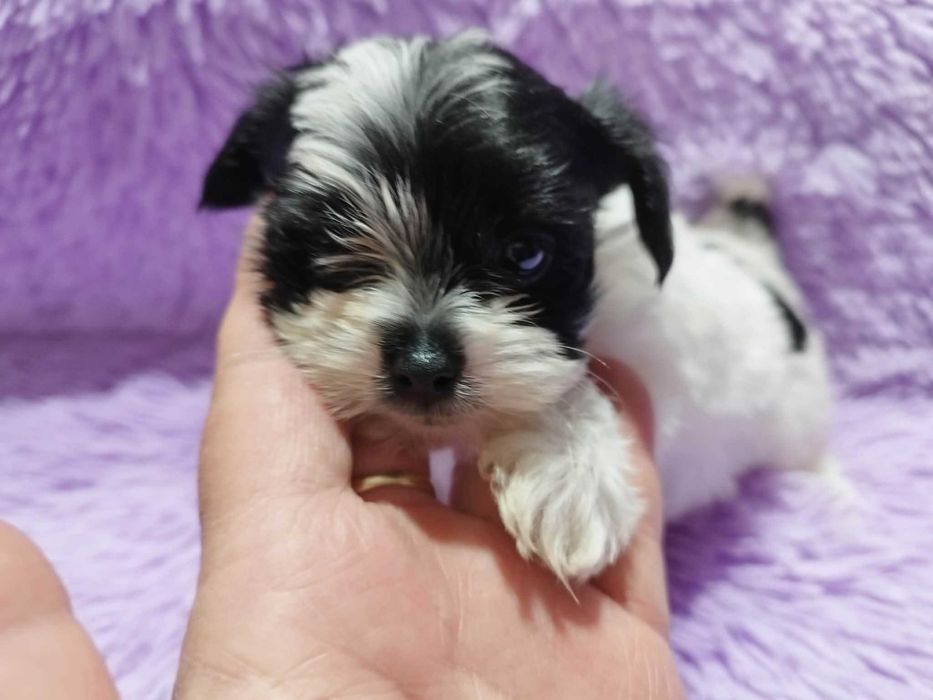 *** Yorkshire Terrier Biewer Mini Chłopczyk ***