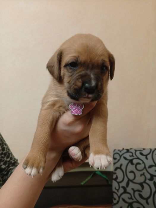 Німецький боксер