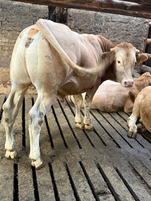 sprzedam byka blonde d’aquitaine