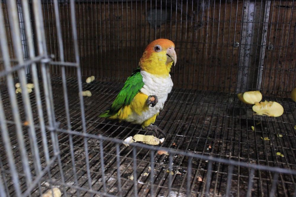 Casal Marianinhas Cabeça Canela