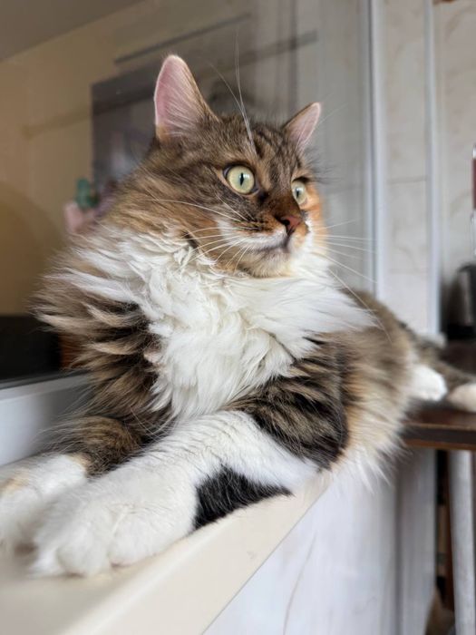 Кішка Шеррі шукає дім