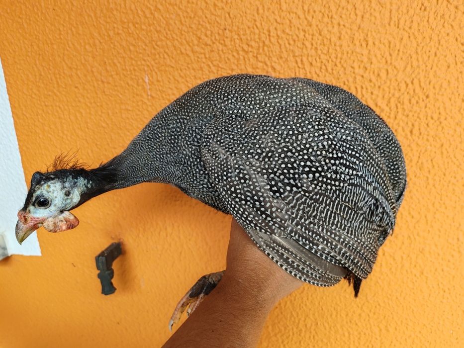 Fracas diversas / patos Rouen jardins