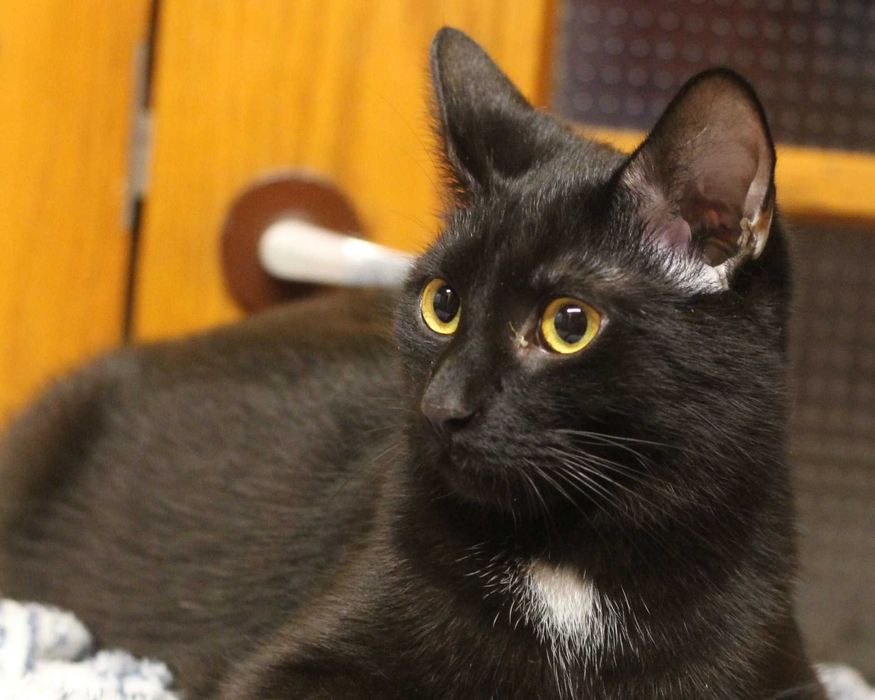 Złotooki BOGDAN wciąż wypatruje domu