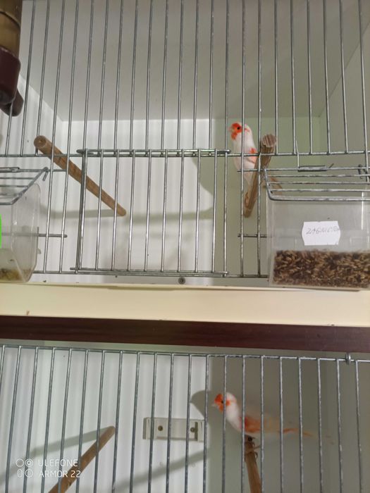 kanarki Zory biale,czerwone i czerwone mozaiki,