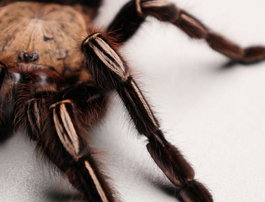 Ephebopus murinus pająk szkieletowy L2