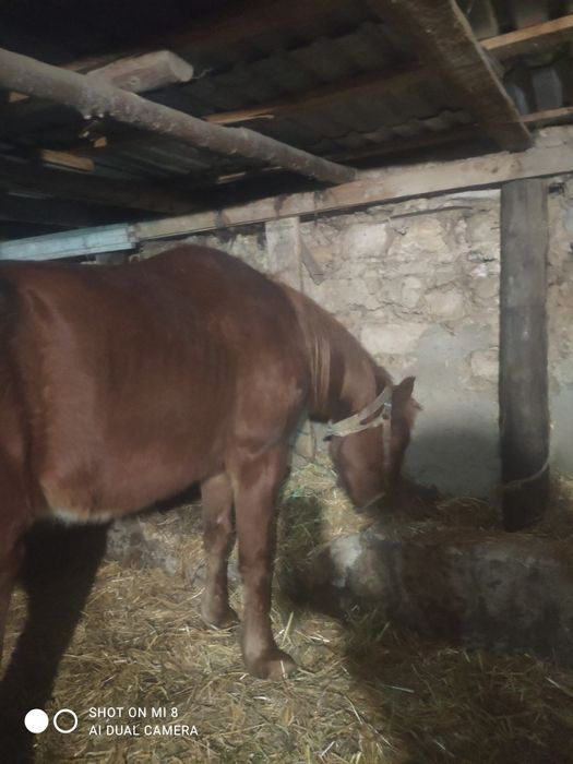 Продам кобилу на хозяйство.