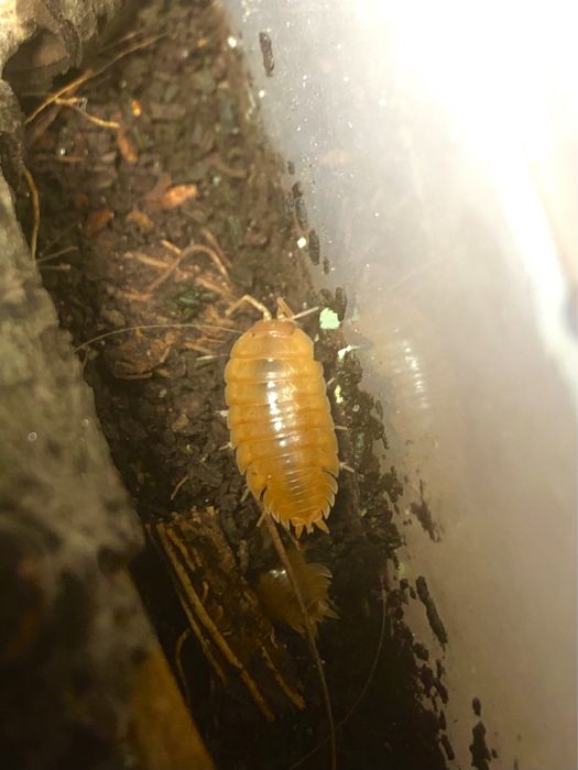 Мокриці (оранжеві і панди )