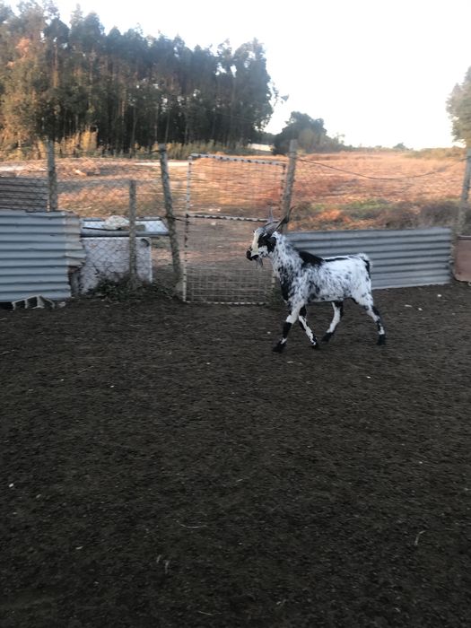 Troco  chibo algarvio