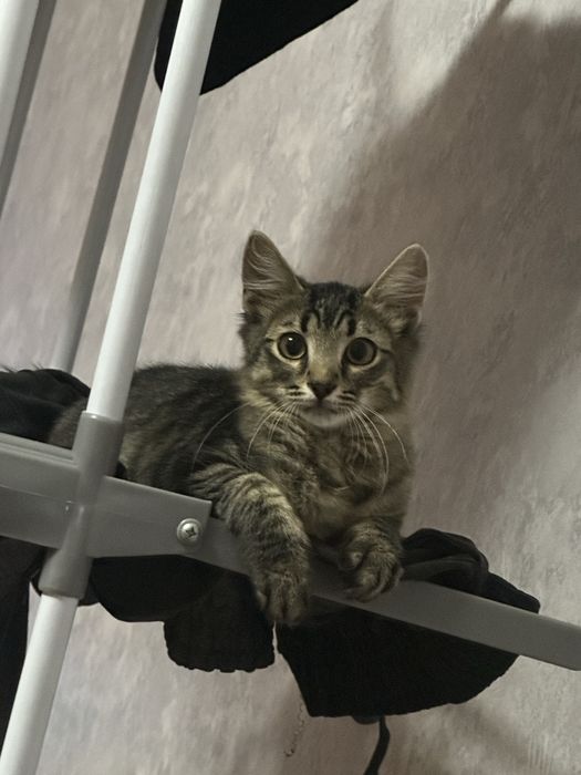 віддам кота у хороші руки