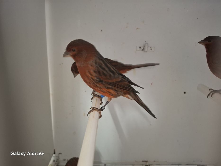 Canarios negros vermelhos