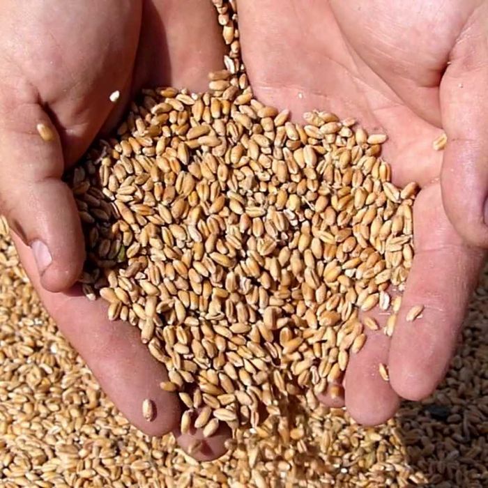 Pszenica, Owies i Owies Czarny . Kukurydza cała i kukurydza mielona