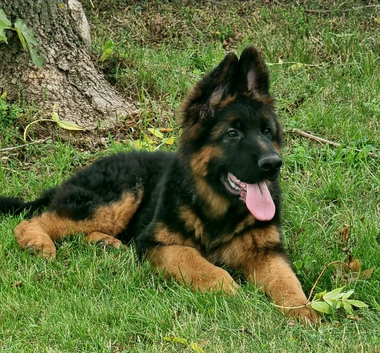 Owczarek Niemiecki szczenię