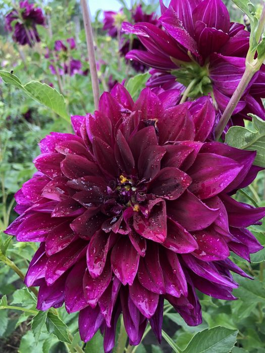 Жоржини на посадку